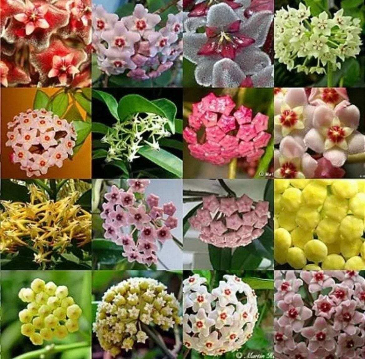 Mixed Hoya Variety Seeds ~ Beautiful ~ Fragrant Flowers ~ Plants ~ Plant Lovers