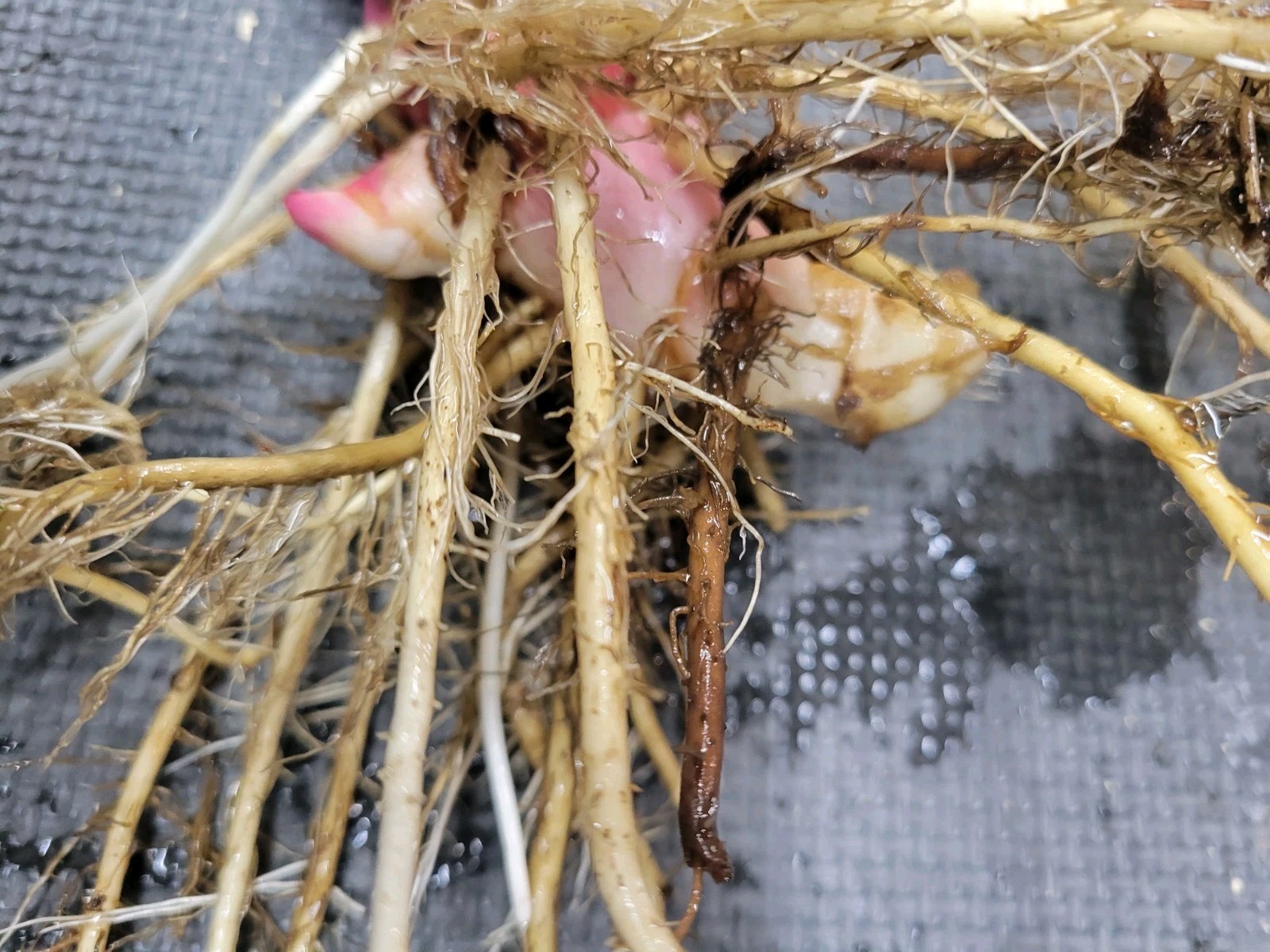 3 Tropicana Black Canna Lily Rhizome Bulb Red Blooms So Easy Fast Grower