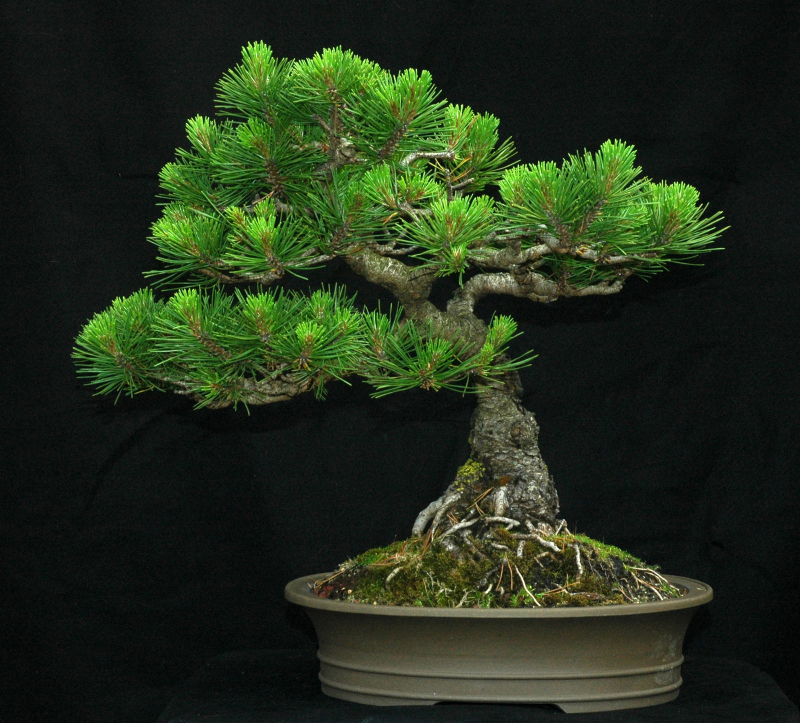 Mugo Pine, Pinus mugo Montana, Tree Seeds (Hardy Evergreen, Bonsai, Topiary)