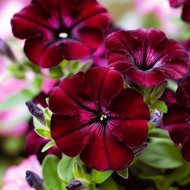 499+ Mix Sky Petunia Flower Seeds for Planting, Rare Dwarf Wave Heirloom