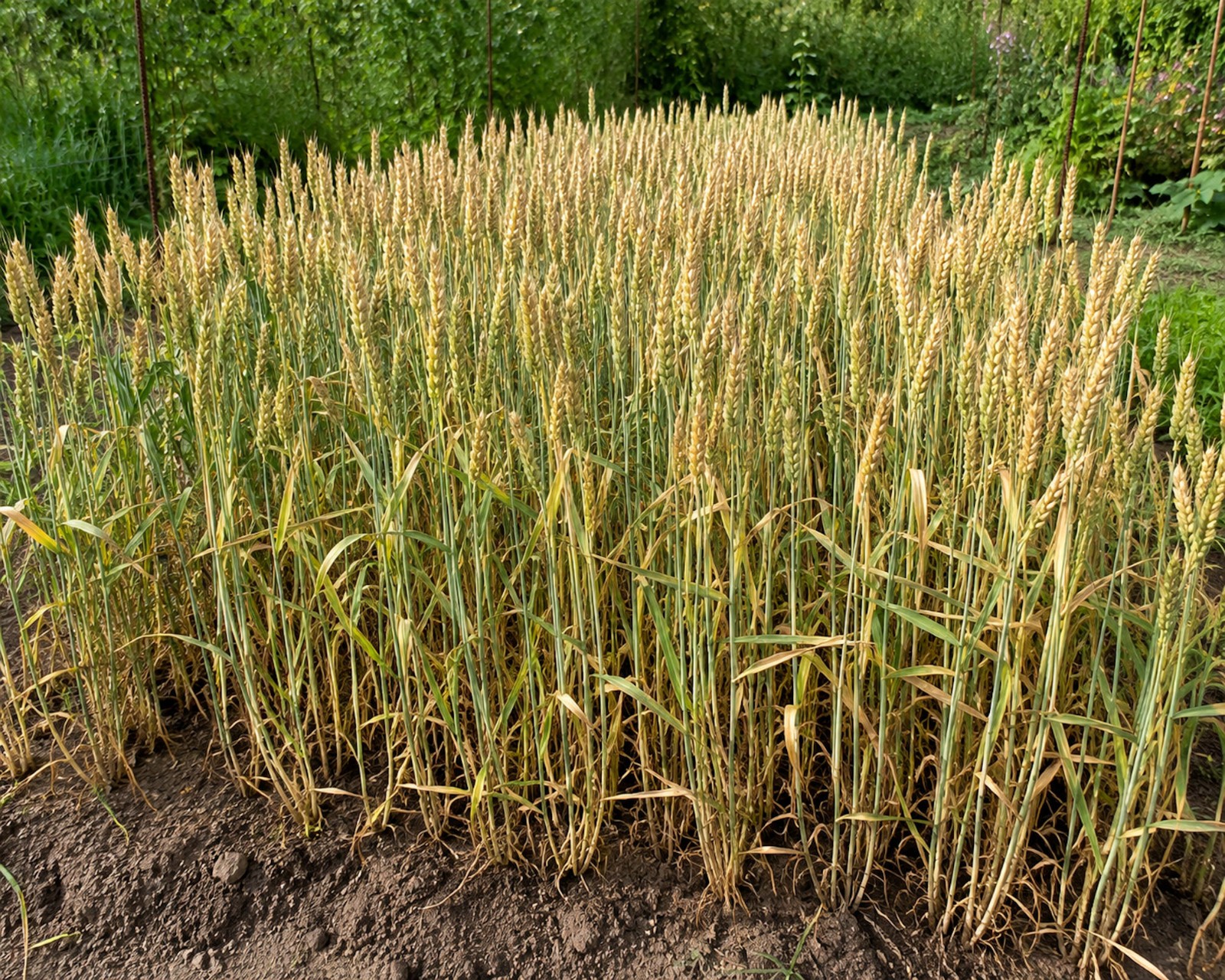 100 Historical Sirvinta Wheat Seeds! Heirloom -Healthy-Get Back to Natural Seed