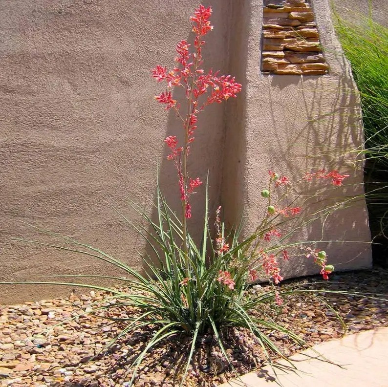 50 Red Yucca Seeds (Hesperaloe parviflora) – Drought tolerant succulent