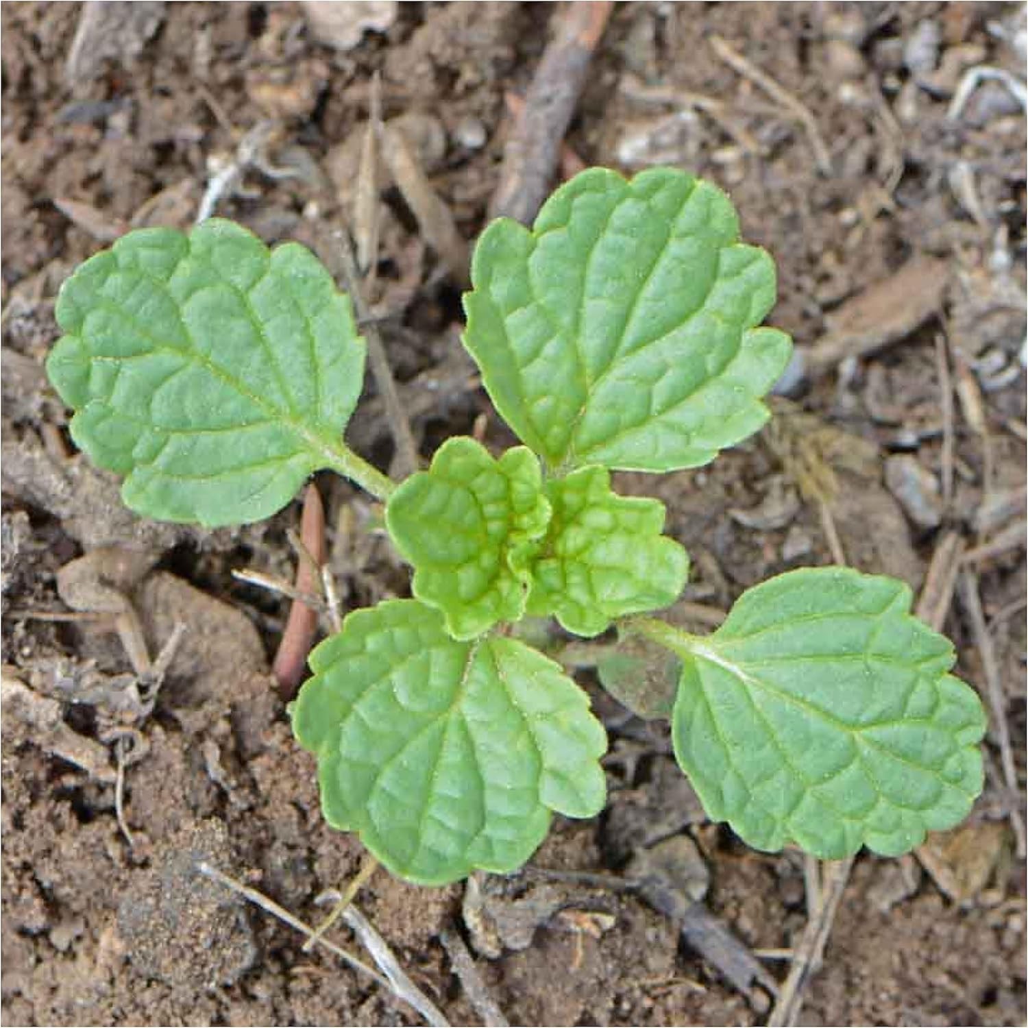 Bells of Ireland Seeds – 400 Heirloom Seeds for Planting Molucella laevis – G…