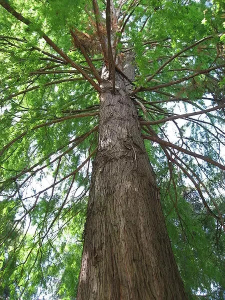 Southern Bald Swamp Cypress Tree Seeds Taxodium distichum Fast Fall Colors Hardy