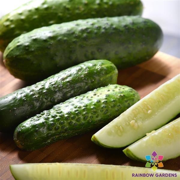 25+ Gherkin Cucumber Seeds for Garden Planting – USA – FREE SHIPPING!