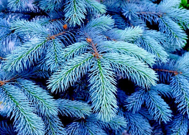 COLORADO BLUE SPRUCE TREE SEEDS (Picea pungens) “Glauca” Cold Hardy Bonsai Plant