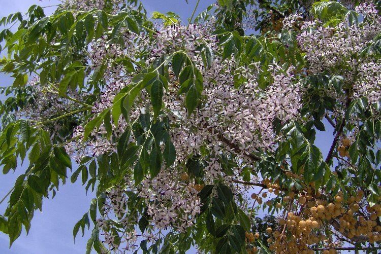 Melia Azedarach Shade Tree 100 Seeds Persian LILAC Fragrant Ornamental Garden