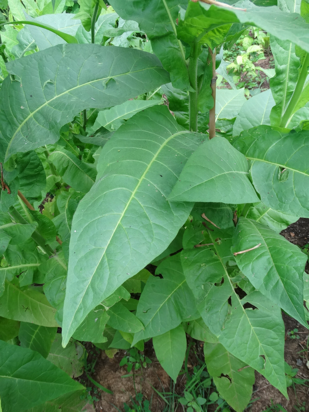 Black Mammoth Tobacco 1000+ Seeds Snuss Snuff Chew Pipe Cigarettes 2023 Crop