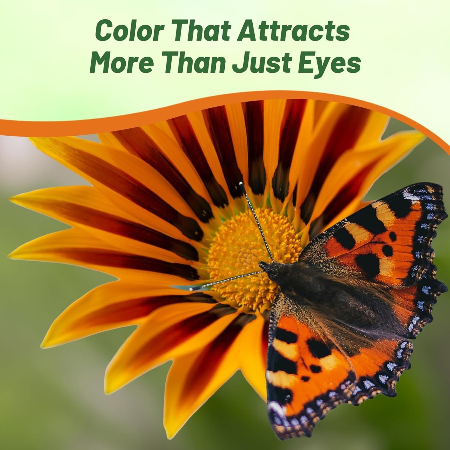 1000 Seeds Drought Tolerant Gazania Treasure Flower Ground Cover Plant Seeds