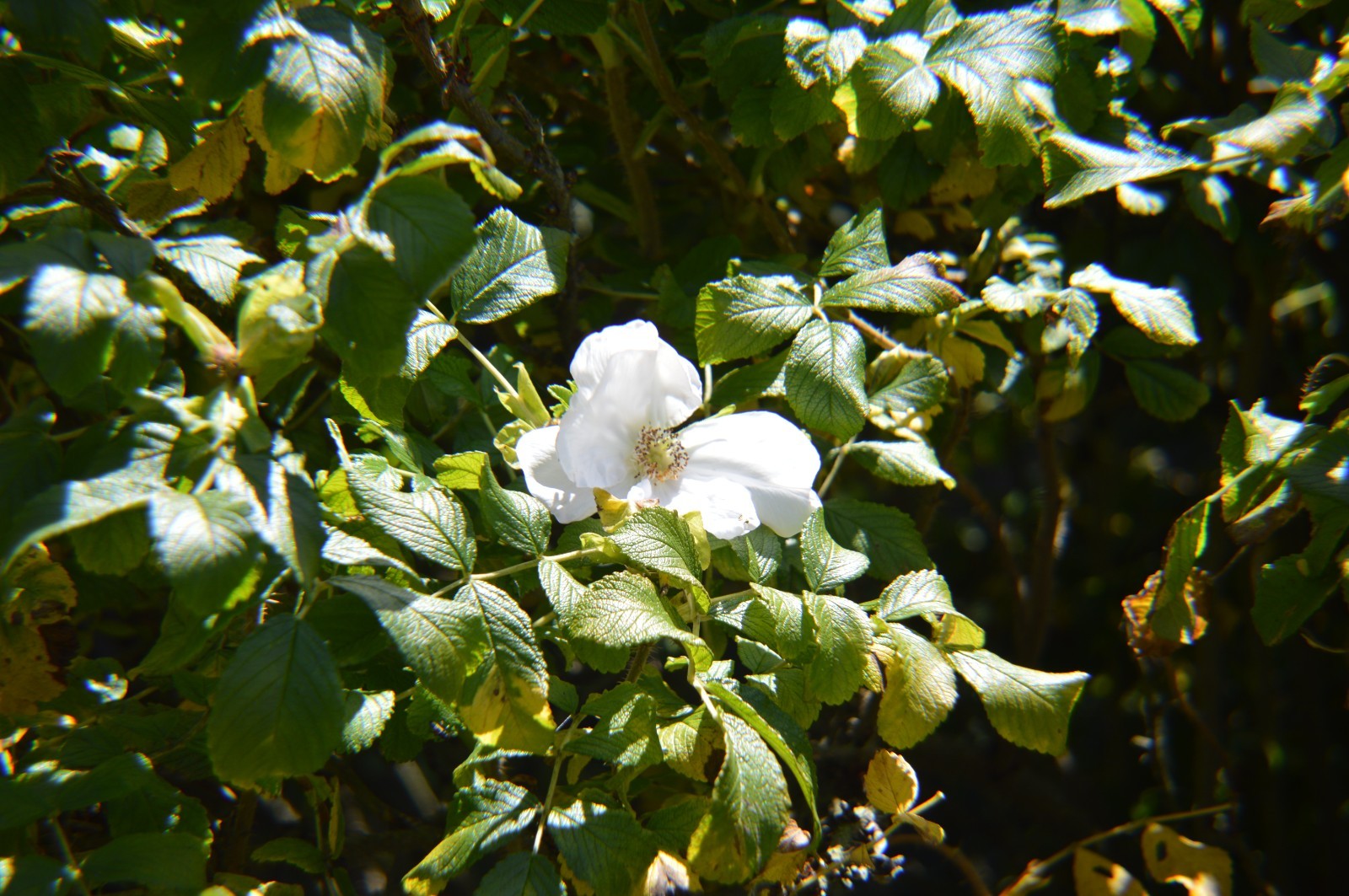 Rosa rugosa alba White Japanese rose 15 seeds
