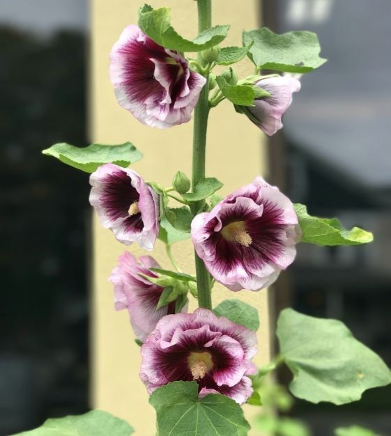 Alcea rosea Creme do Cassis