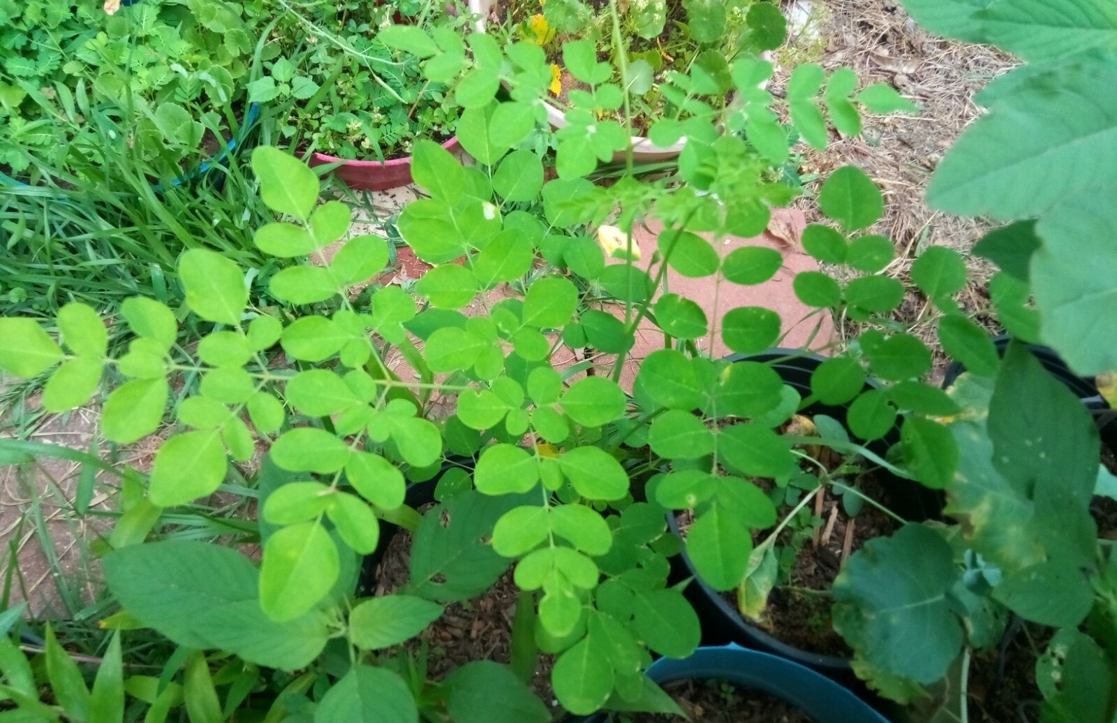 15 Organic Moringa Oleifera (Drumstick) Seeds.US grown seeds.