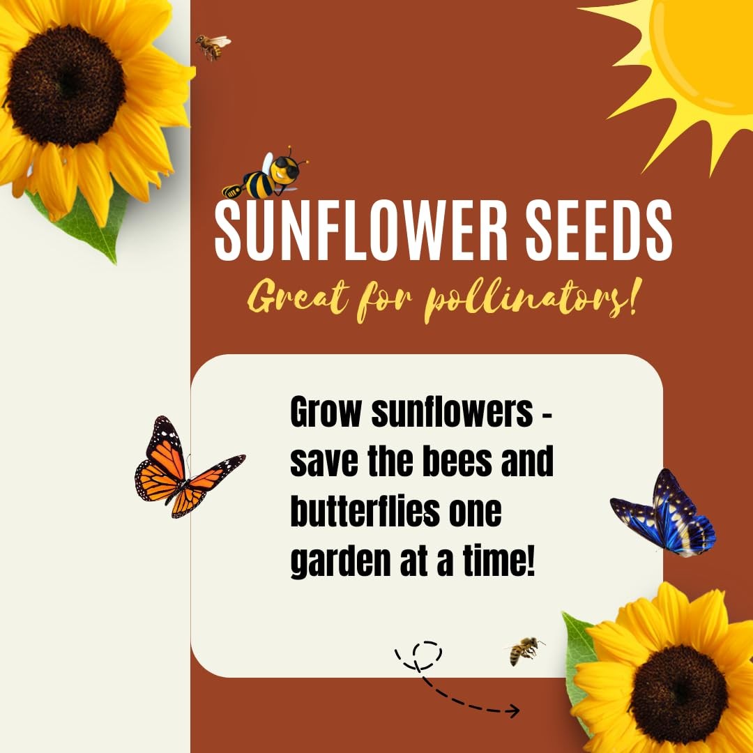 Dwarf Sunflower Seeds for Planting – to Plant and Grow Teddy Bear and Sunspot…