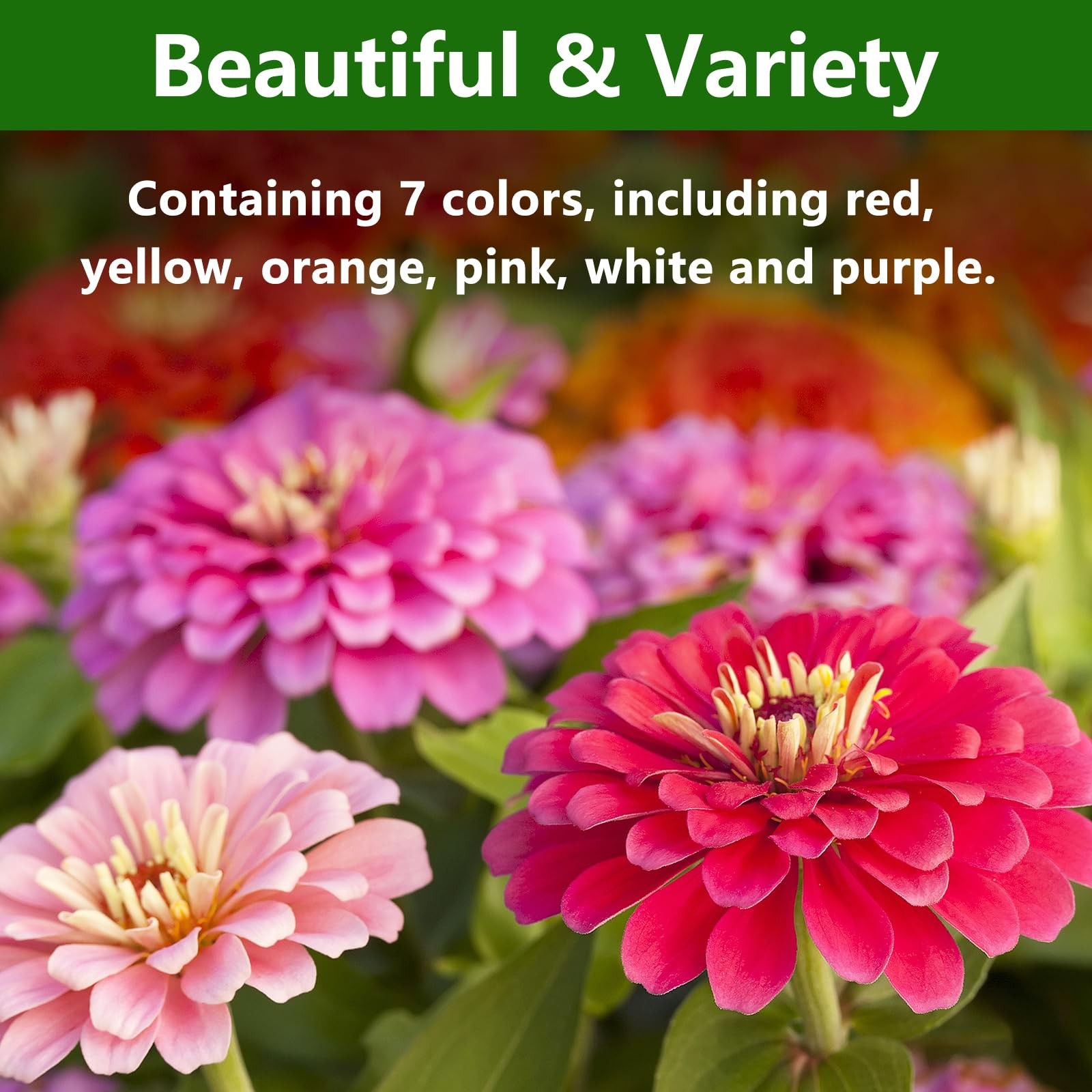 Zinnia Seeds for 2026, California Giant Zinnia Seeds Bulk, 15,000+ Double Dah…