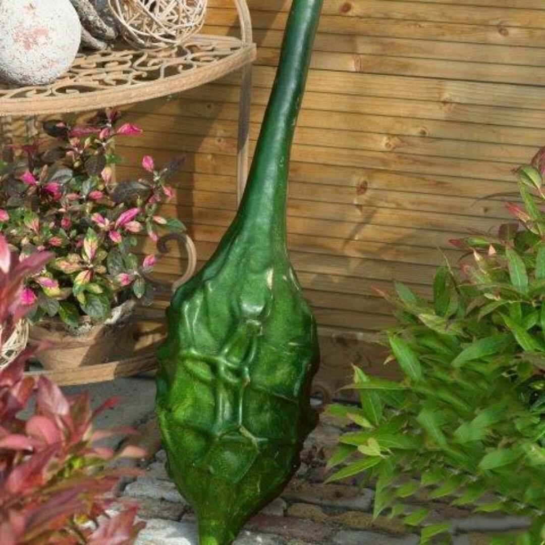 Gourd Seeds Caveman’s Club Dinosaur Maranka Gourd | 5 SEEDS | Heirloom | Non GMO