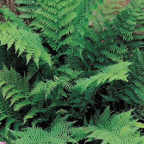 5 Lady Fern Roots/Root Systems – Common Ladyfern Plants – Athyrium filix-femina