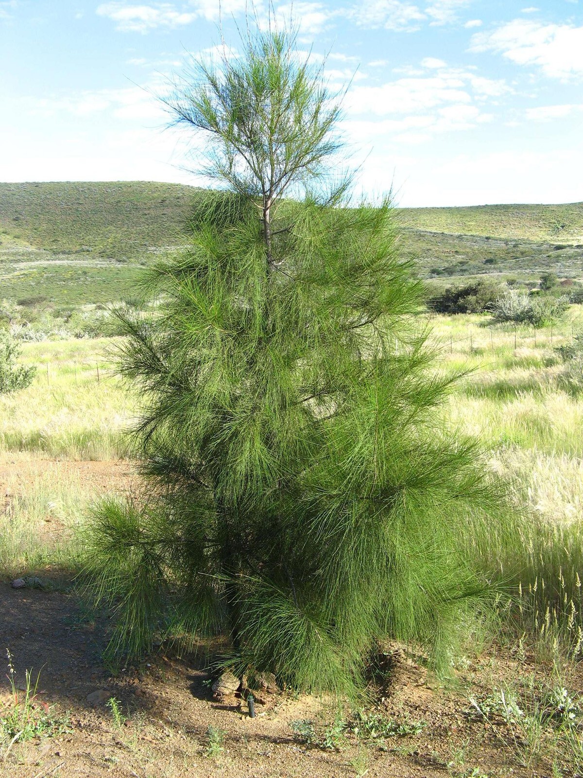 Australian River Pine Tree | Premium Seeds | Casuarina cunninghamiana | Plants’®