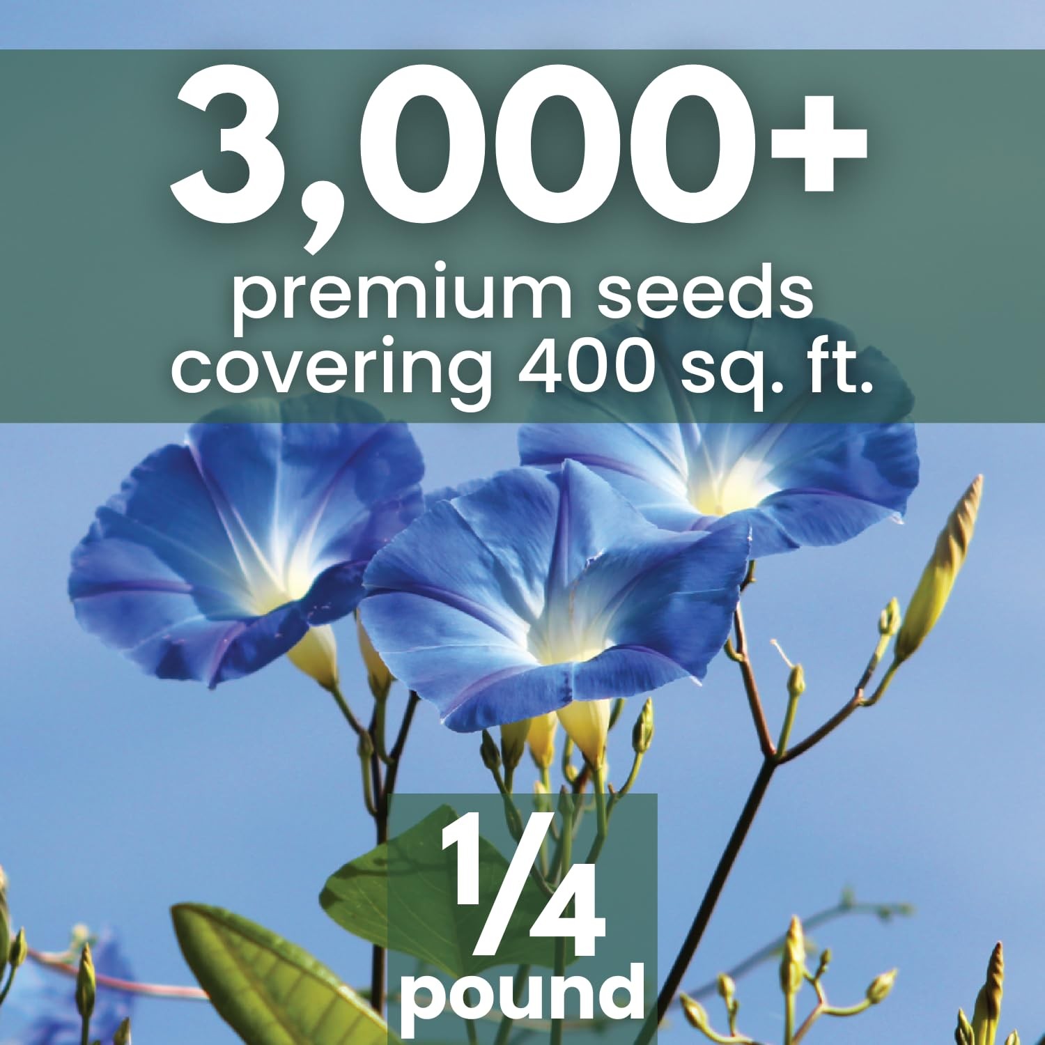 Heavenly Blue Morning Glory Seeds 3,000 Count for Planting, 4 Ounce Pouch