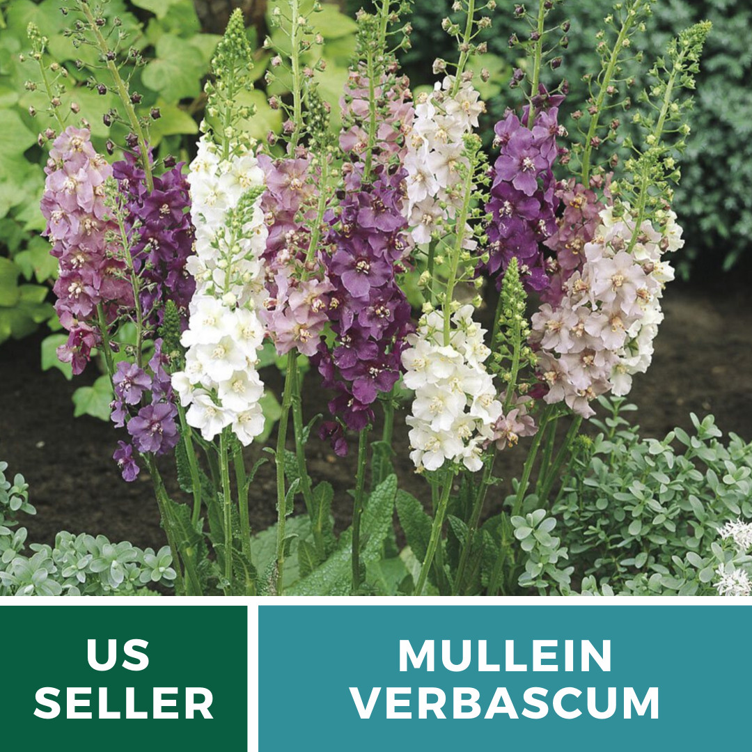 Verbascum Mix – Purple Mullein – 100 Seeds – Medicinal Herb Seeds – Non-GMO