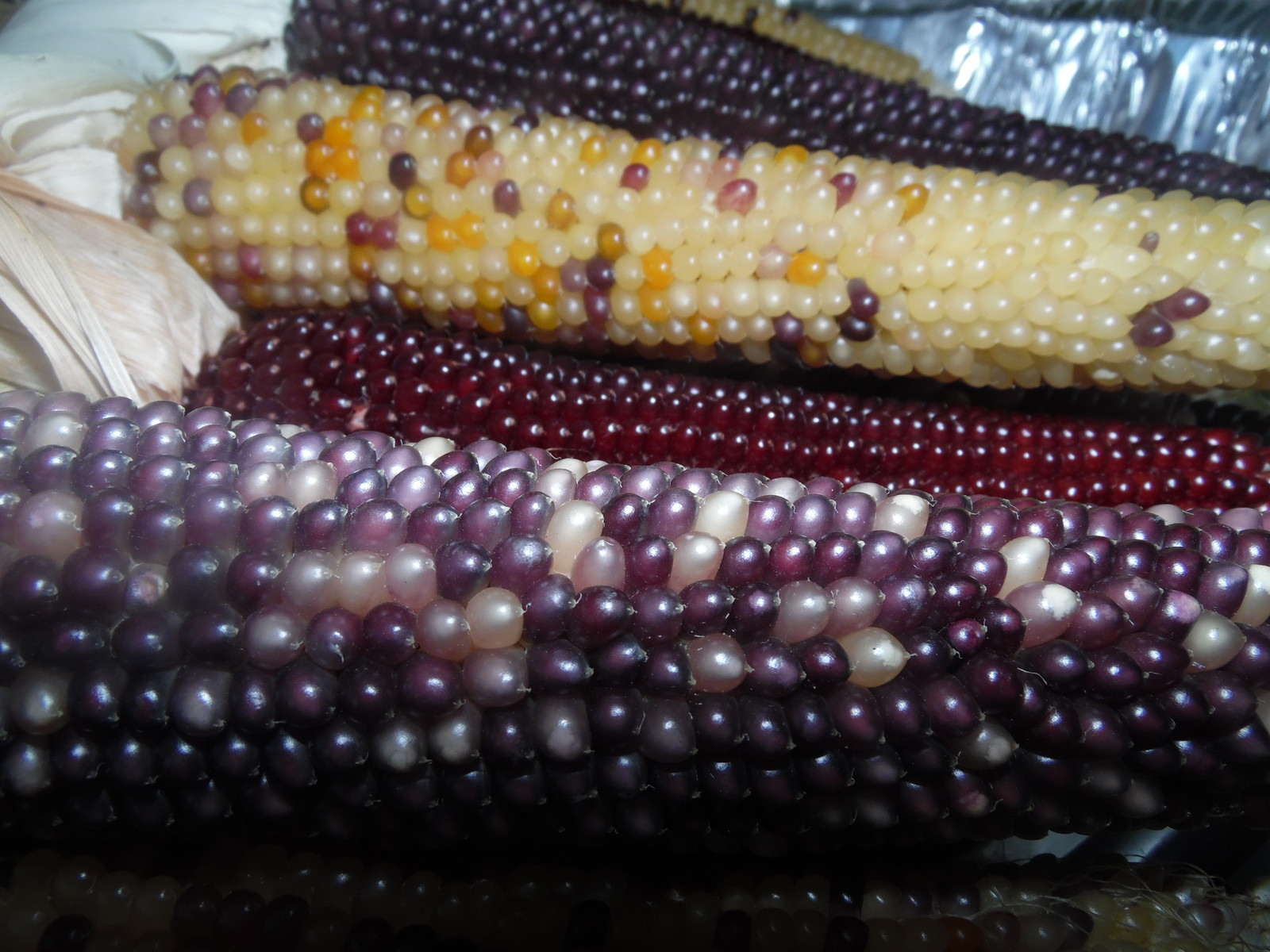Rainbow Popcorn – 50 Seeds Makes Great Tasting Popcorn KIDS LOVE IT! COMB. S/H