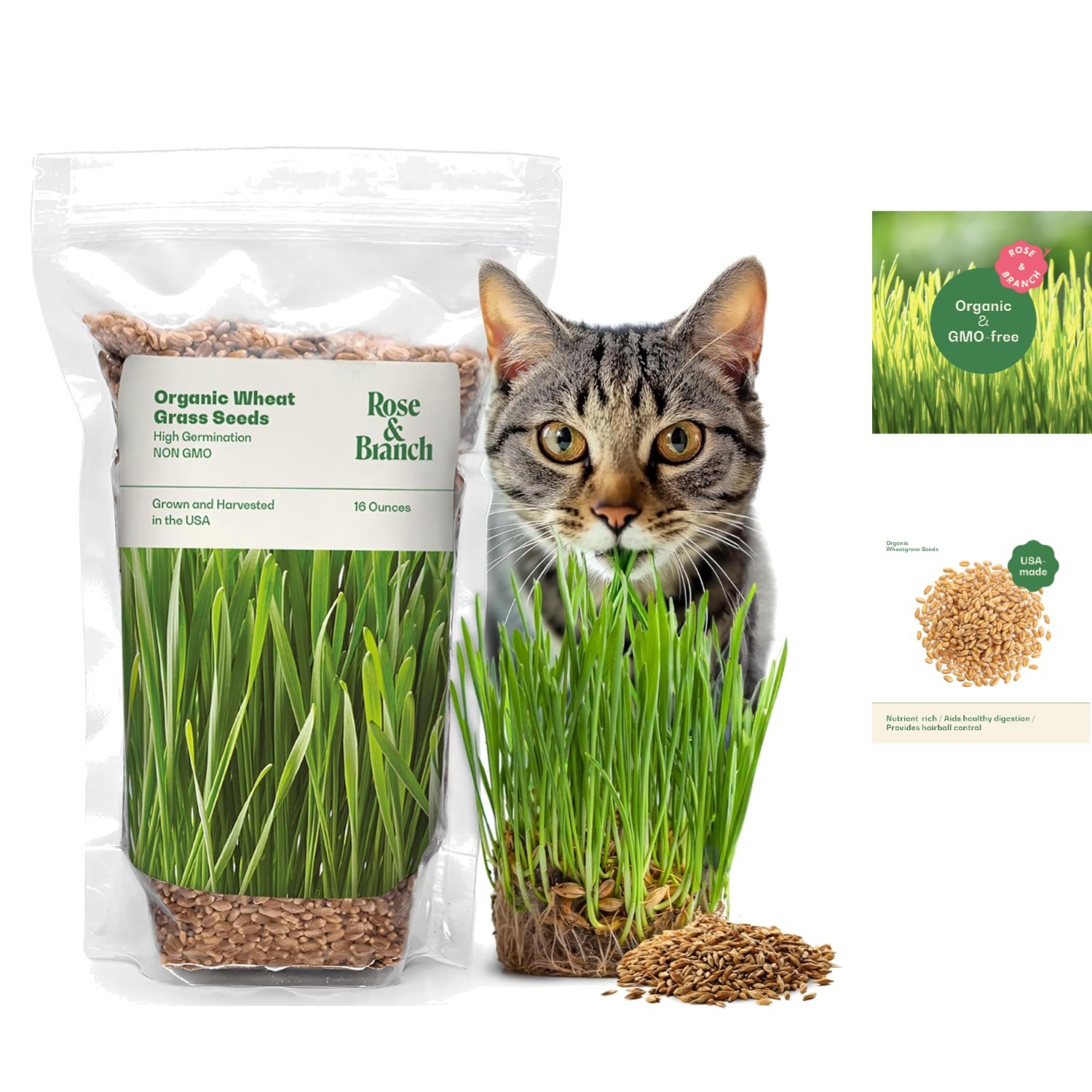 Rose & Branch Organic Cat Grass Seeds – 16oz Non-GMO for Healthy Indoor Cats
