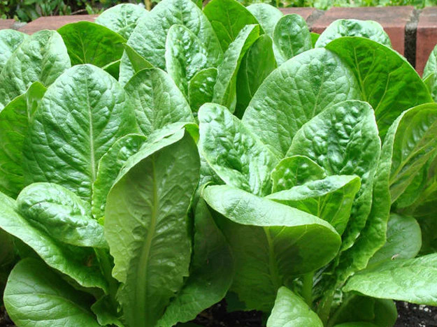 Parris Island Romaine Lettuce Seeds | Cos Green Leaf Seed Garden Vegetable 2024