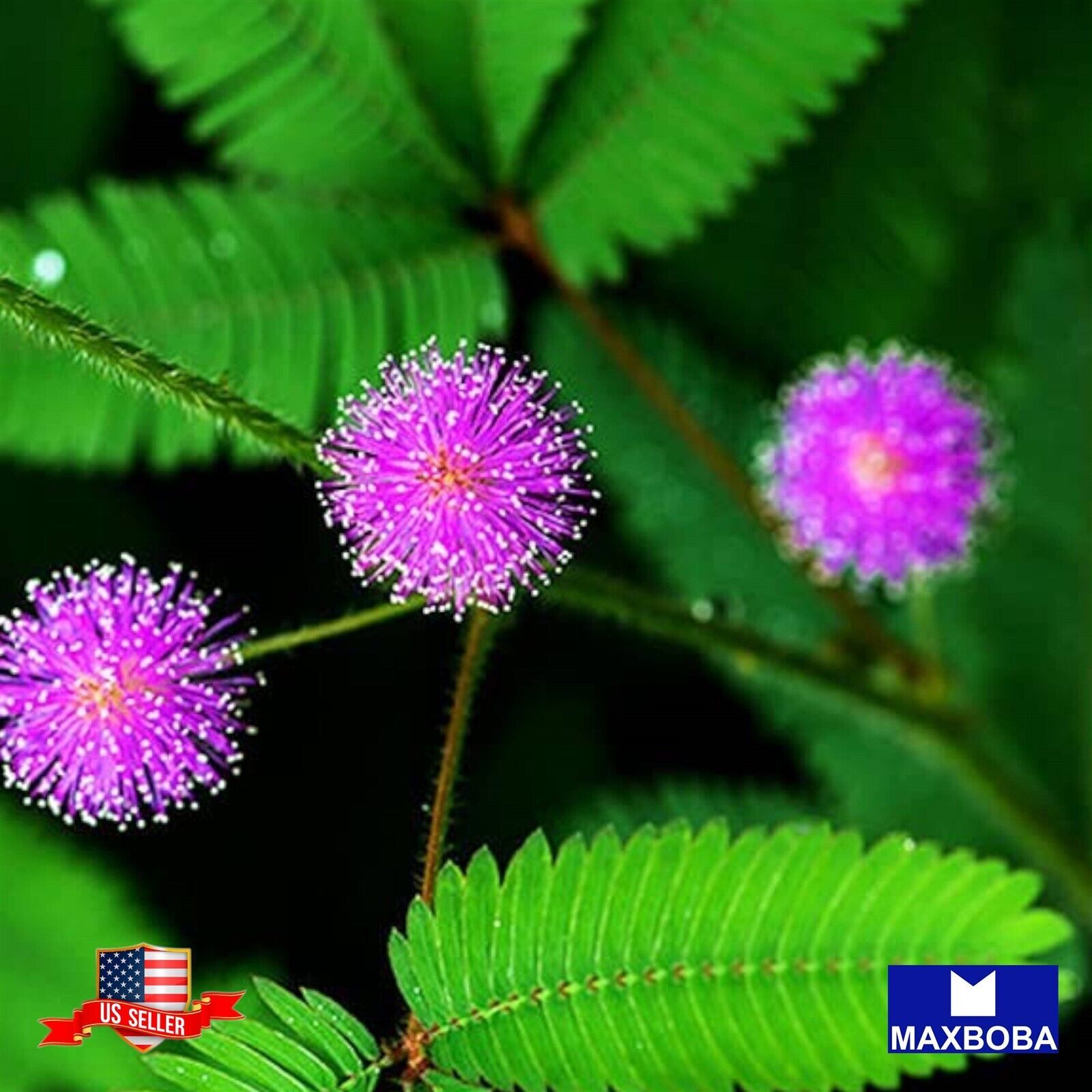 40+ Mimosa Seeds – Sensitive Plant Shy flower Medicinal Non-GMO BOGO 50% OFF
