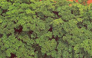 Parsley Moss Curled Petroselinum 5,000 seeds