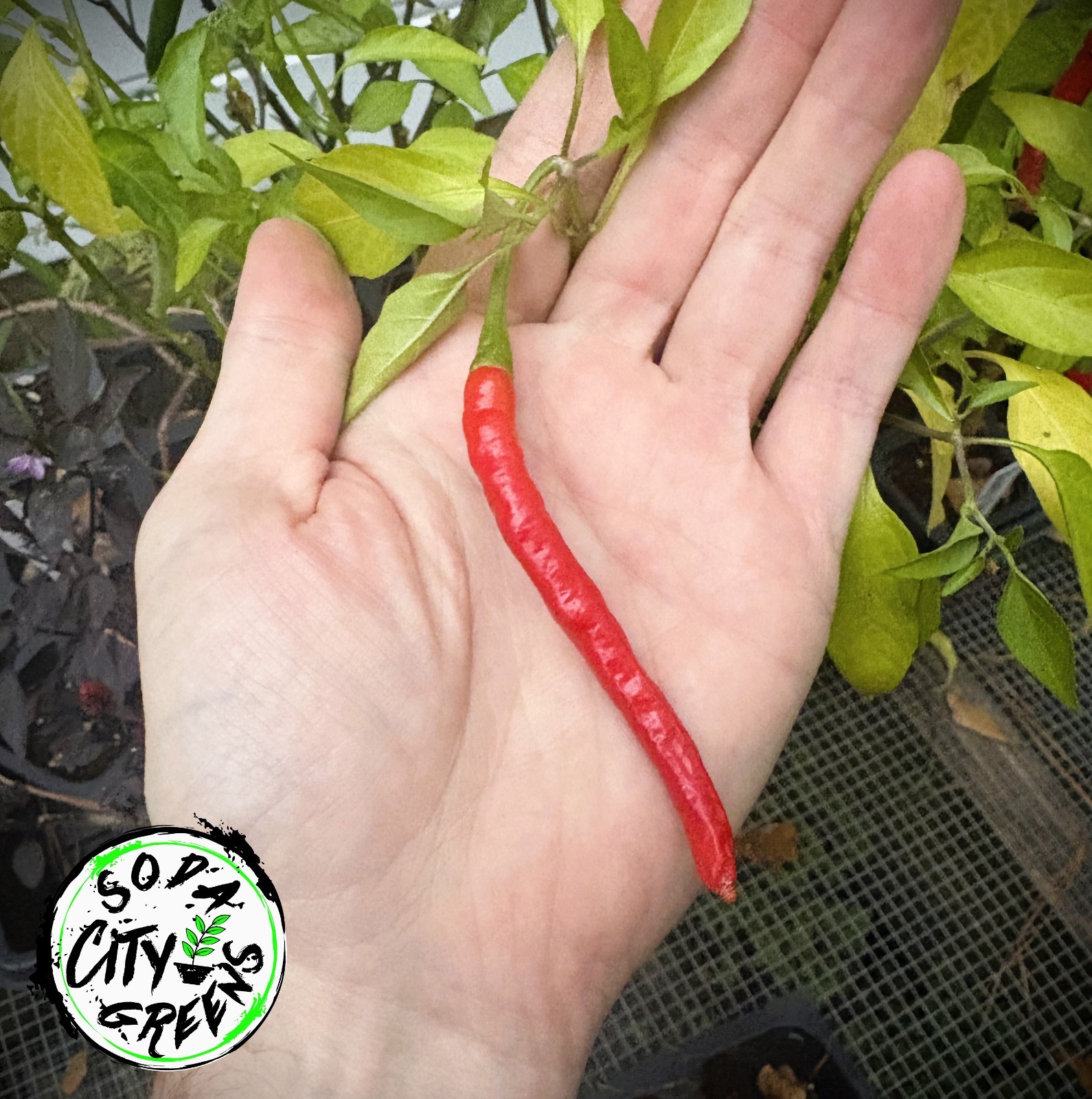 Dragon Thai Pepper Seeds