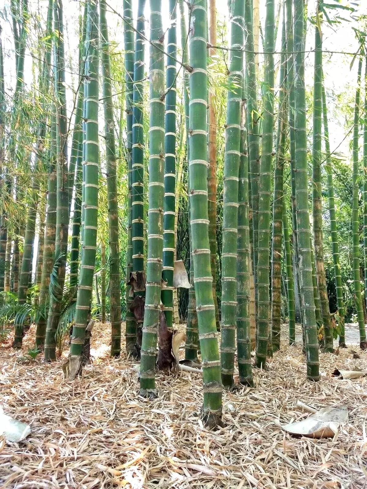 100 Giant Neotropical Bamboo Seeds Perennial Seed Ornamental Privacy US SELLER