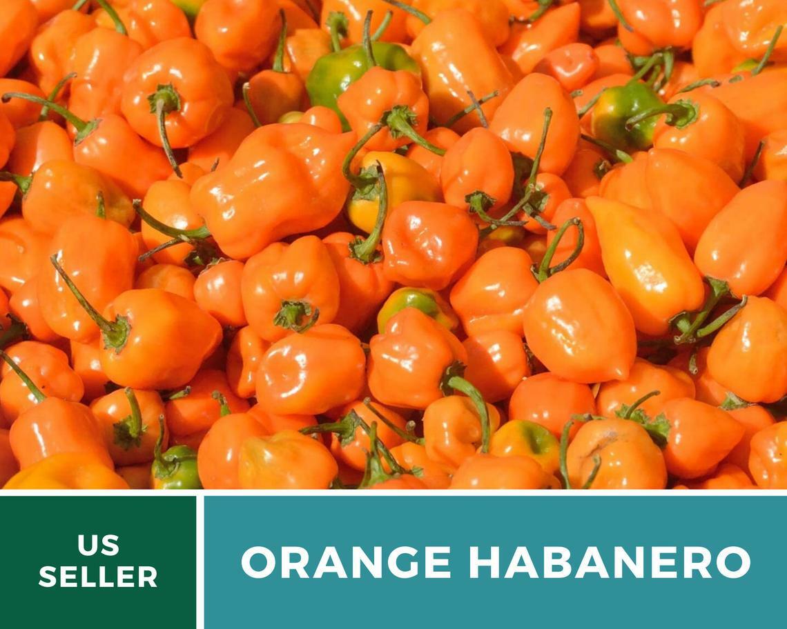 Pepper, Habanero Orange – 30 Seeds – Easy to Grow – Heirloom – GMO Free