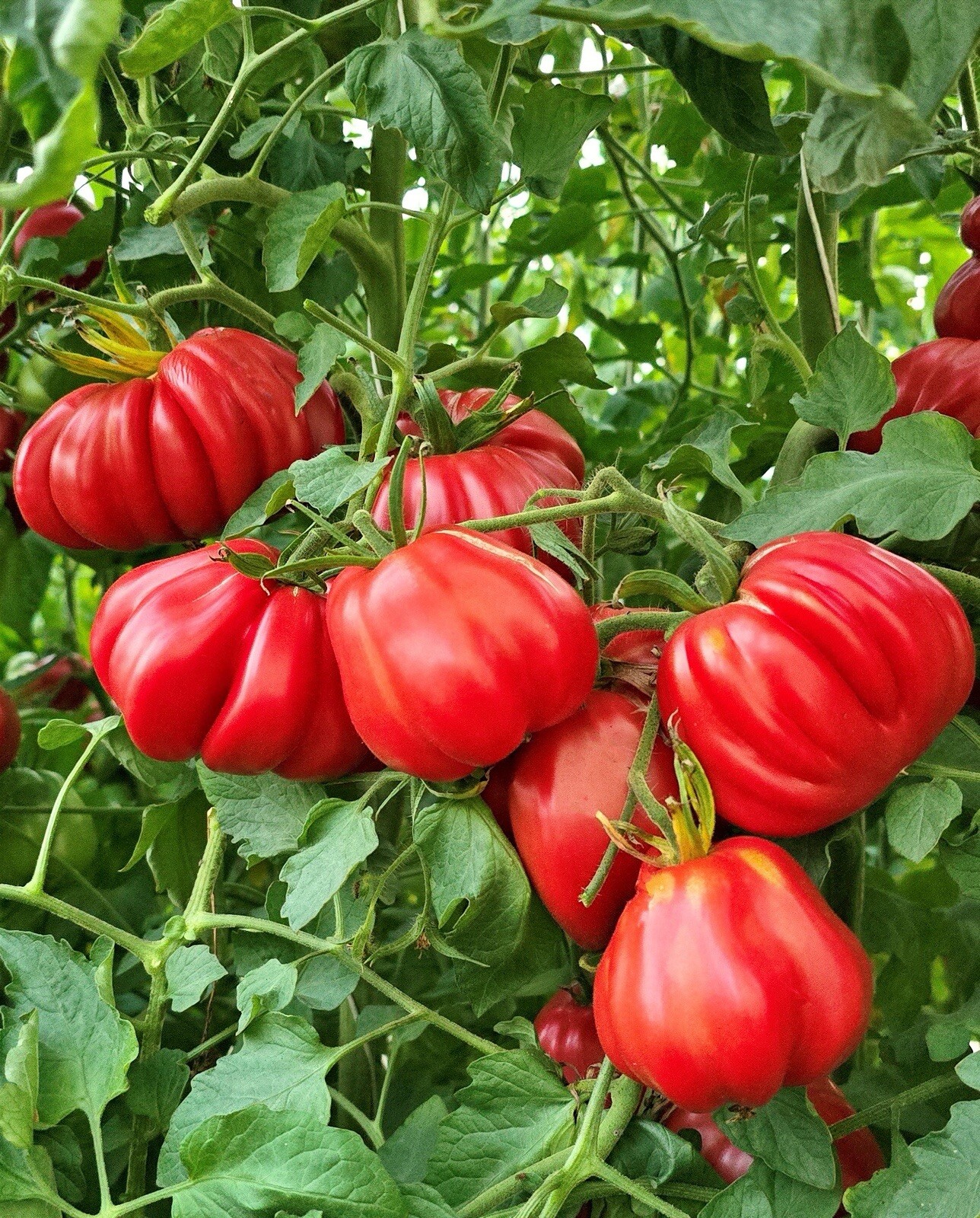 RARE Tomande Hybrid Tomato Seeds 15+ NON-GMO | ORGANIC | HEIRLOOM | FREE SHIP