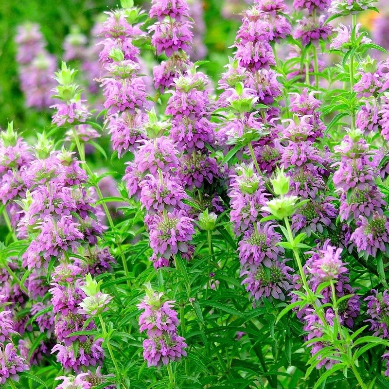 300+LEMON MINT Flower Seeds Perennial Native Wildflower Herb Garden Container
