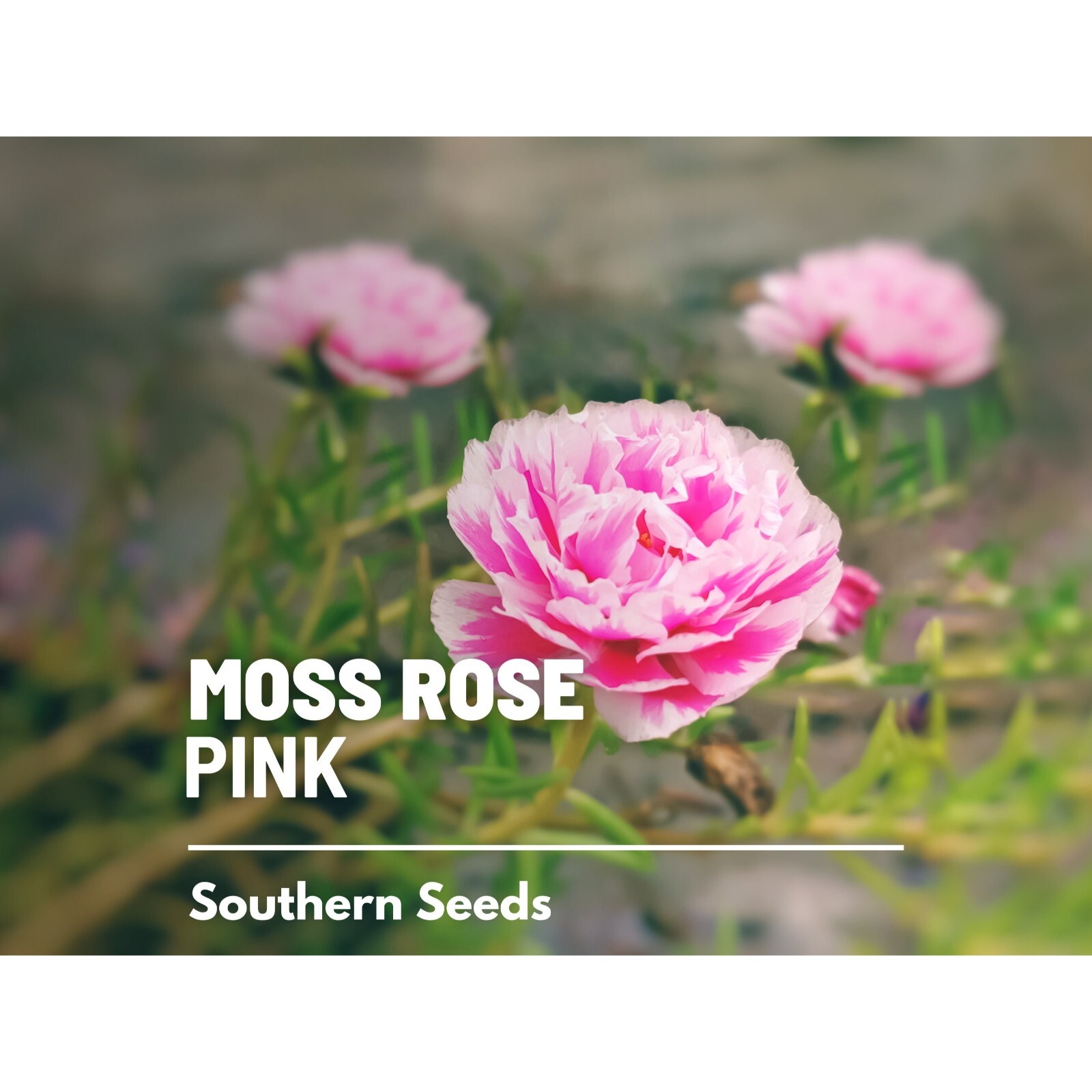 Moss Rose, Pink – 250 Seeds – Heirloom Succulent (Portulaca grandiflora)