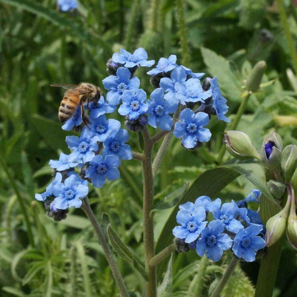 FORGET ME NOT FLOWER SEEDS 100 FRESH SEEDS