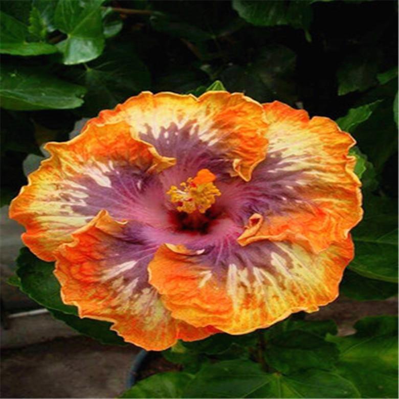 20 HIBISCUS FLOWER SEEDS rare exotic bloom plant garden bed bush germination