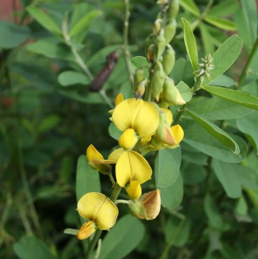 10 Fernaldia Pandurata Loroco Seeds& 30 Chipilin Seeds Crotalaria Longirostrata