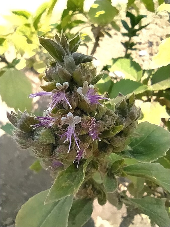 Pogostemon Cablin .5 Gram Seeds, Fragrant Patchouli Perennial Herb Garden Plant