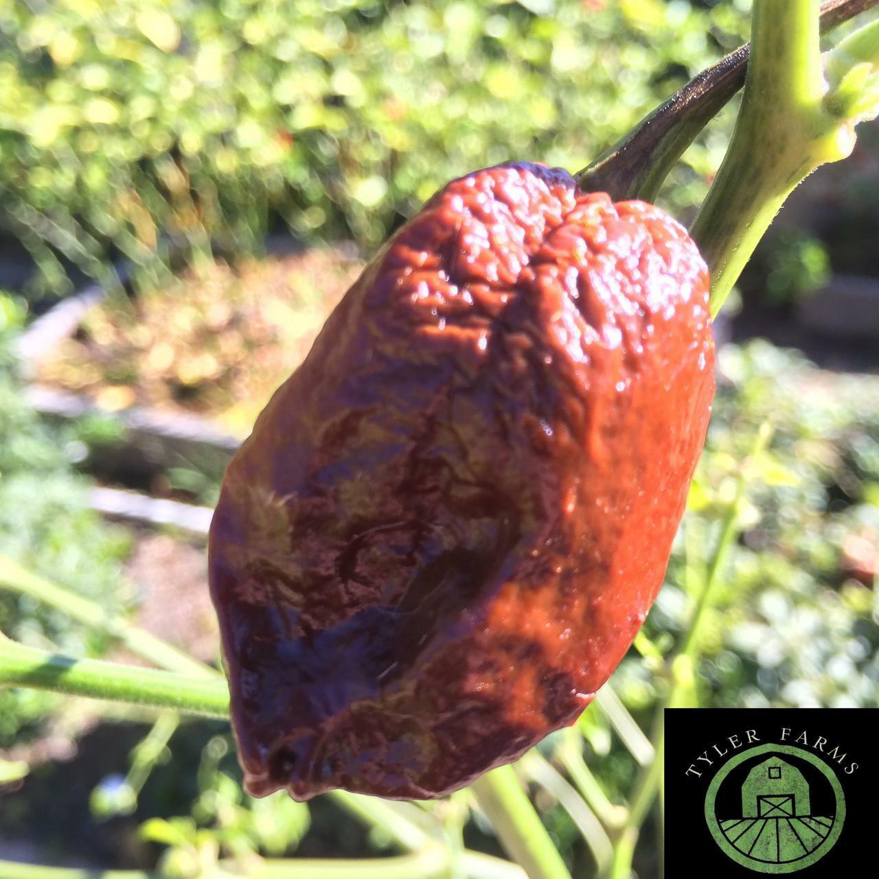 10+ 7 Pot/Pod Douglah Seeds (chili, chile) hotter than Bhut Jolokia (Ghost)