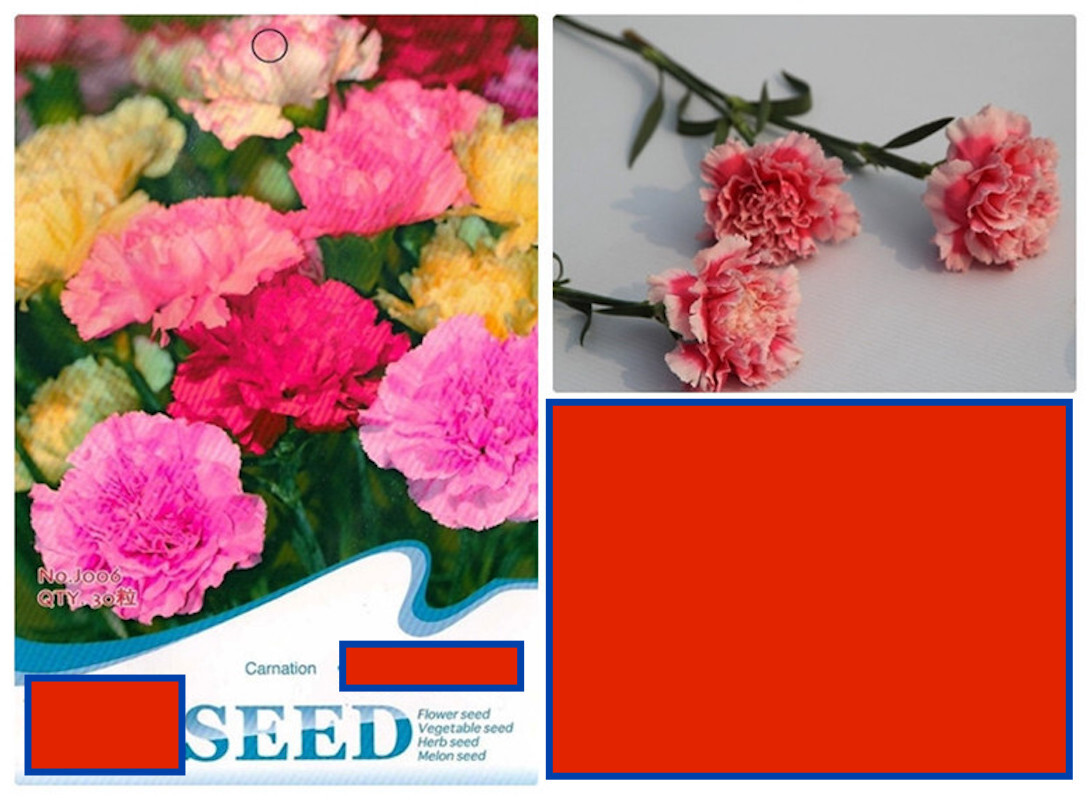 20 SEEDS CARNATION Dianthus Caryophyllus for germination flower exotic garden