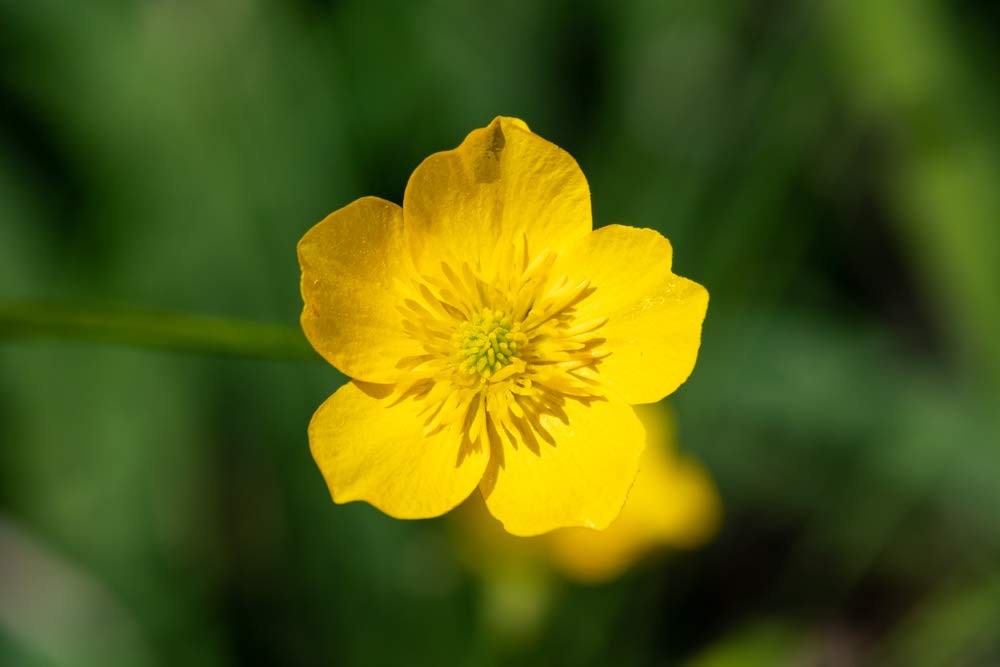 Western Buttercup Long Blooming Field Flower Seeds, 1000+ Seeds Per Packet,