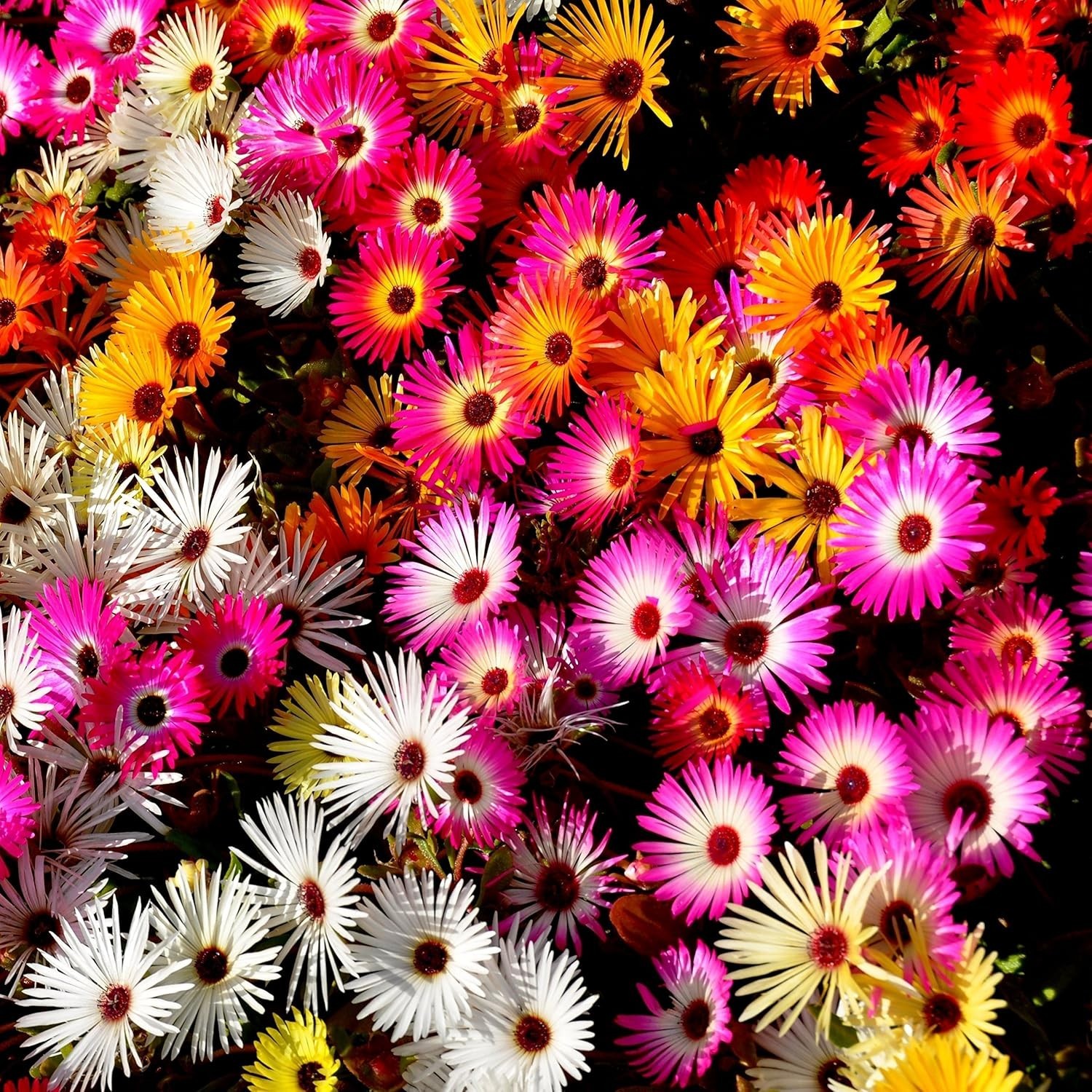 Outsidepride Mix Ice Plant Seeds – 5000 Pcs Perennial, Drought Tolerant Ground C