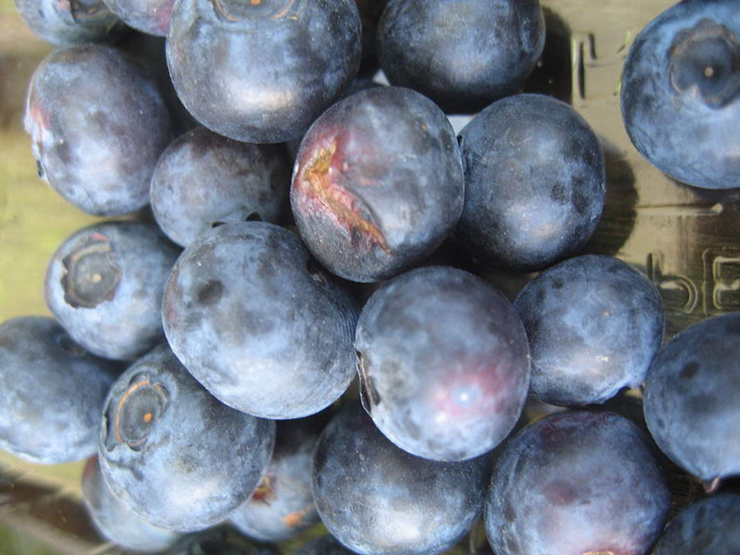 1-2000 PCS New Jersey Blueberry Tree Seeds Southern Black Highbush Fruit 0158