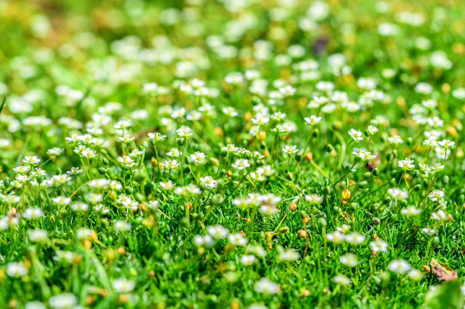 Irish Moss 300 Pelleted Seeds Sagina Subulata