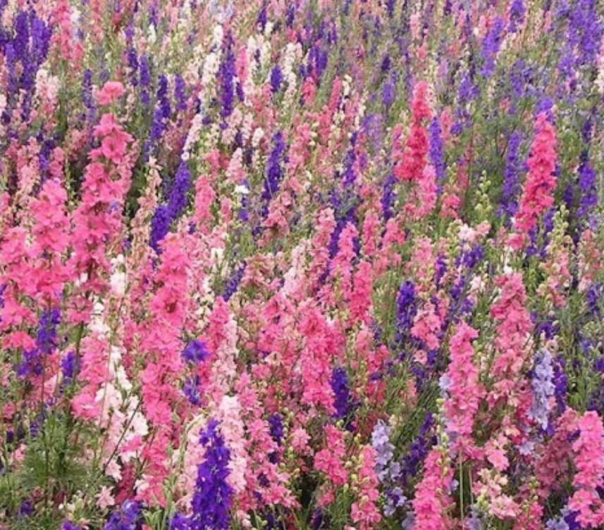 300+ Imperial Rocket Larkspur Mix Seeds **Fresh Seeds** ~~Free Shipping~~