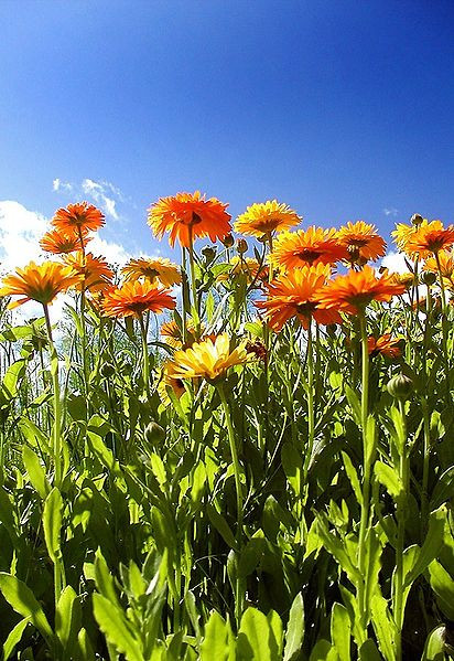 2250+ Seeds, 1/2oz=15g, CALENDULA officinalis ORGANIC Edible Flowers Medicinal