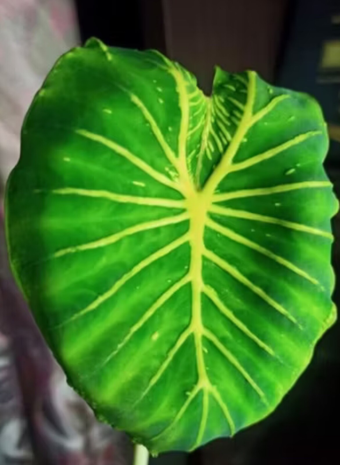 AUTHENTIC Colocasia Golden Queen Mask 1 bulbs