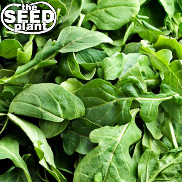 Arugula Seeds – 1000 SEEDS NON-GMO