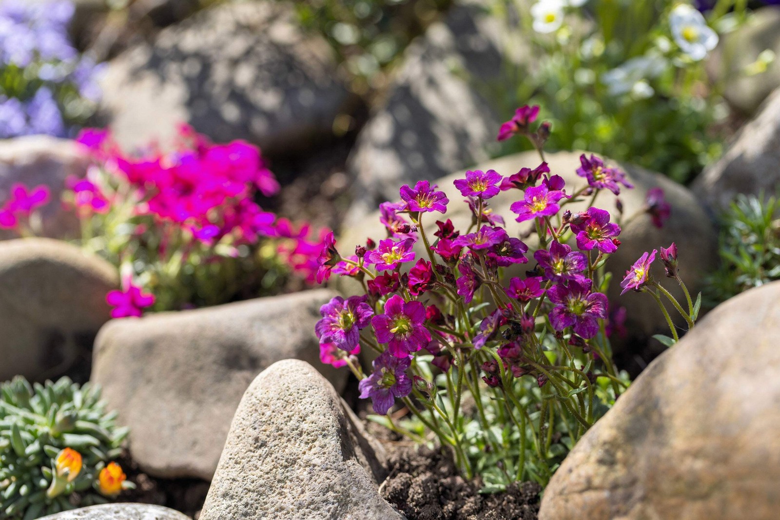 50 PURPLE ROBE SAXIFRAGA Saxifraga Arendsii Moss Rockfoil Evergreen Flower Seeds