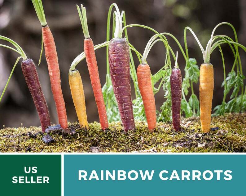 Carrot, Rainbow Blend – 100 Seeds – Heirloom – Non GMO (Daucus carota)